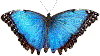 Brugers avatar